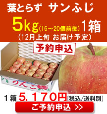 【予約】【品種】葉とらずサンふじ ５Kg